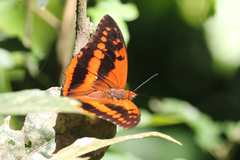 Charaxes cynthia