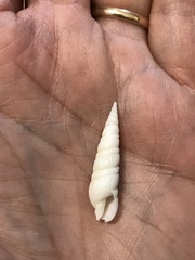 Duplicaria similis