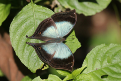 Junonia ansorgei