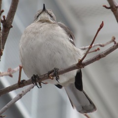 Mimus polyglottos polyglottos