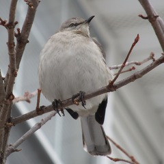 Mimus polyglottos polyglottos