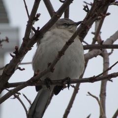 Mimus polyglottos polyglottos