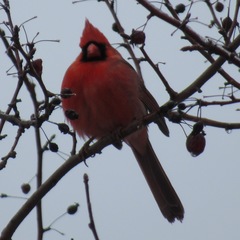 Cardinalis cardinalis