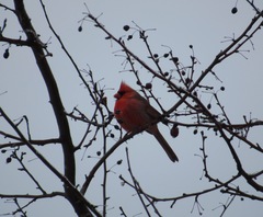 Cardinalis cardinalis