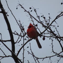 Cardinalis cardinalis