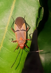 Dysdercus intermedius