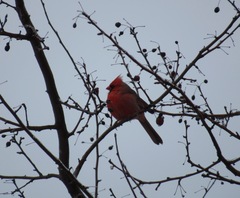 Cardinalis cardinalis