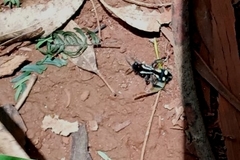 Traumatomutilla parallela