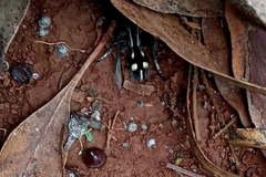 Traumatomutilla parallela