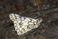 Catasticta poujadei lamasi