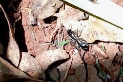 Traumatomutilla parallela