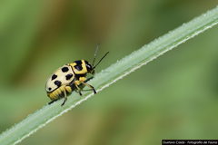 Metallactus pollens