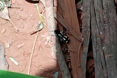 Traumatomutilla parallela