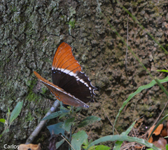 Siproeta epaphus epaphus