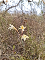 Cyrtanthus leptosiphon