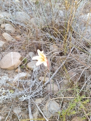 Cyrtanthus leptosiphon