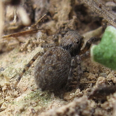 Euophrys