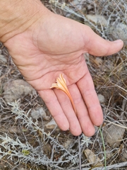 Cyrtanthus leptosiphon