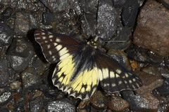 Catasticta poujadei lamasi