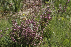 Erica cooperi