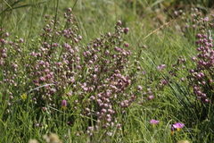 Erica cooperi