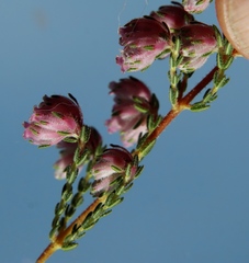 Erica cooperi