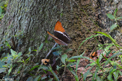 Siproeta epaphus epaphus
