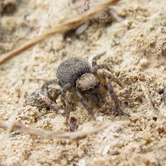 Euophrys