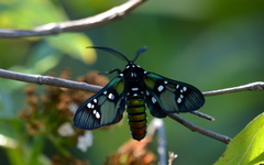 Chrysocale principalis