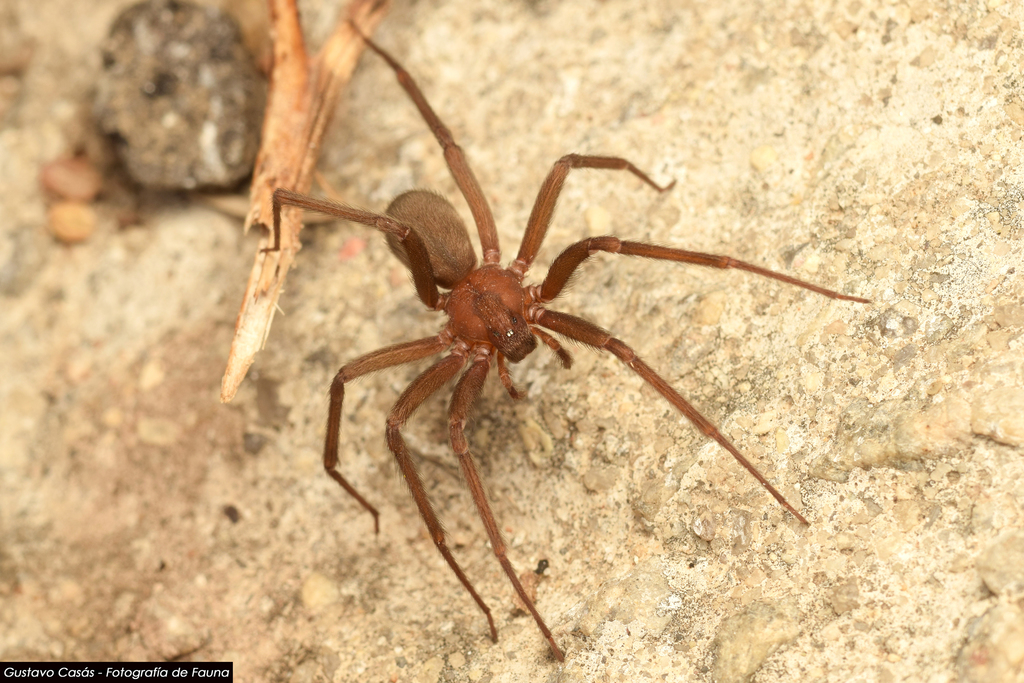 Chilean Recluse