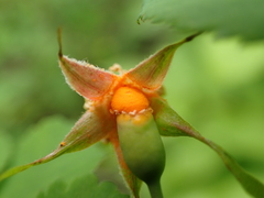 Phragmidium mucronatum