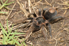 Plesiopelma longisternale