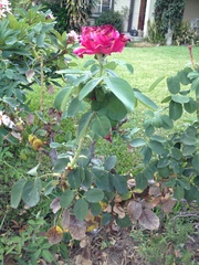 Rosaceae