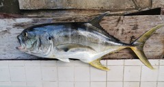 Caranx caninus