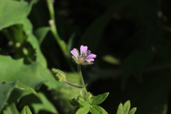 Geranium pusillum