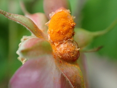 Phragmidium mucronatum