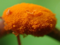 Phragmidium mucronatum