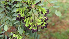 Dalbergia miscolobium