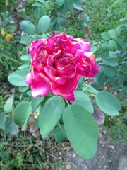 Rosaceae