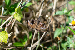 Chiomara basigutta