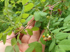 Phragmidium mucronatum