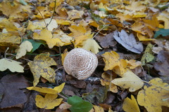 Lepiota felina