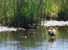 Gallinago magellanica