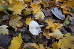 Lepiota felina