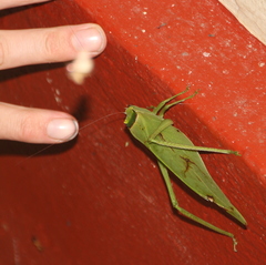 Stilpnochlora incisa