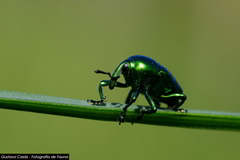 Eurhinus