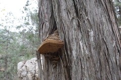 Pyrofomes demidoffii