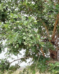 Combretum hereroense