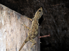 Hemidactylus platycephalus
