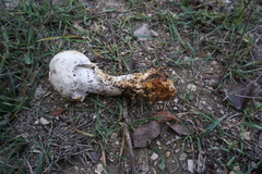 Amanita proxima